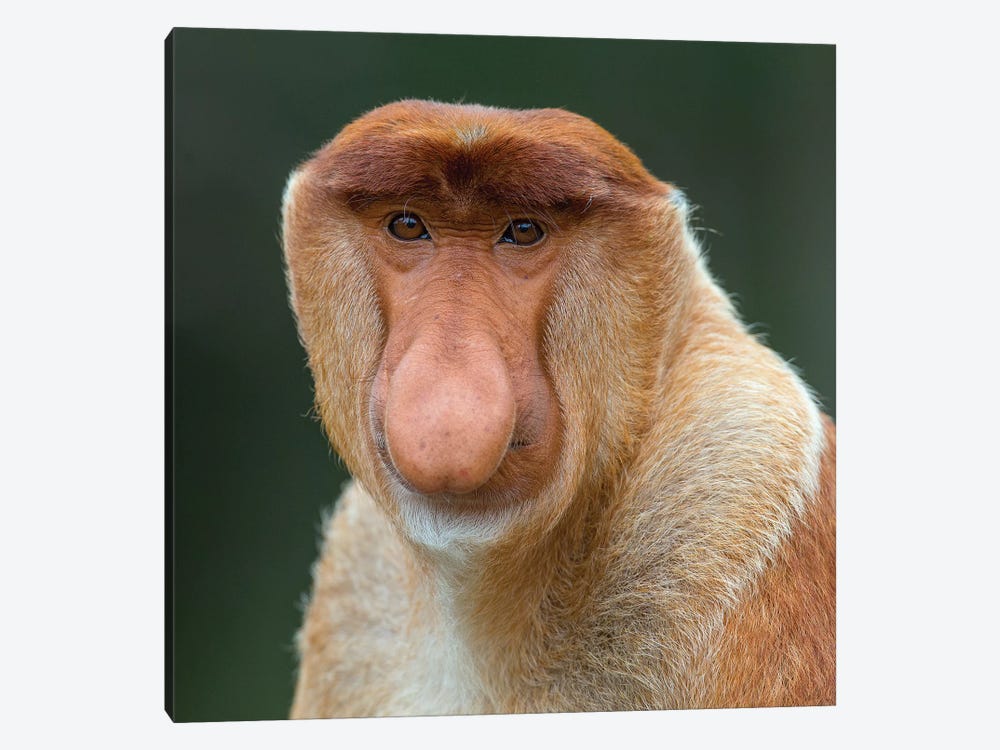 Proboscis Monkey Male Portrait Borneo by Mogens Trolle 1-piece Canvas Print