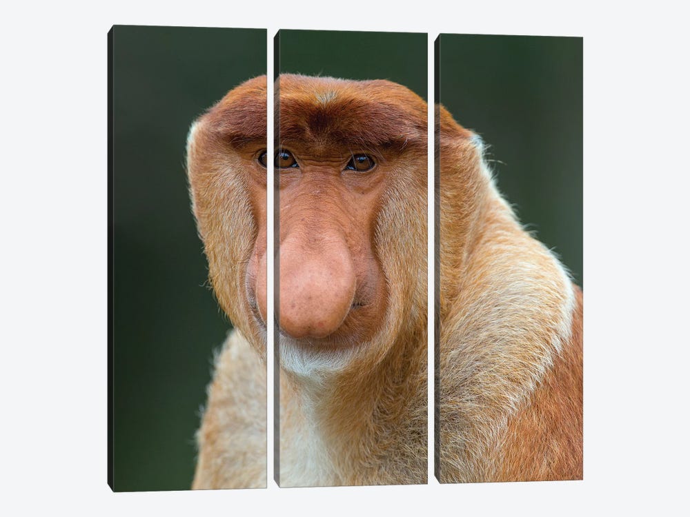 Proboscis Monkey Male Portrait Borneo by Mogens Trolle 3-piece Art Print