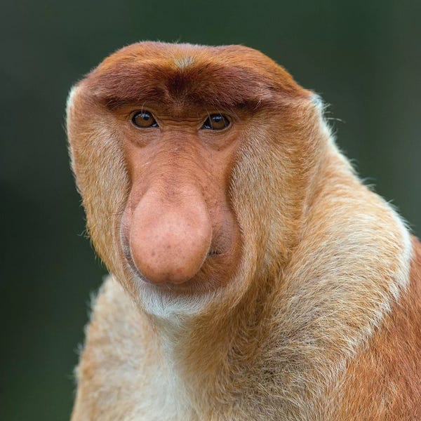 Mogens Trolle: Proboscis Monkey Male Portrait Borneo by Mogens Trolle