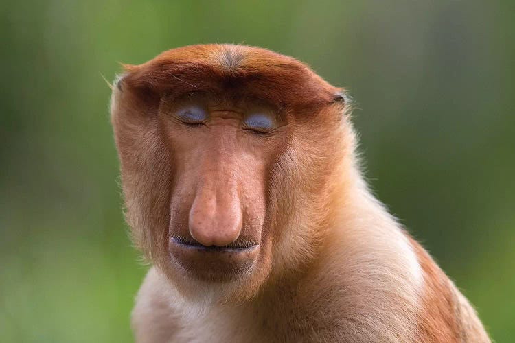 Proboscis Monkey Serenity