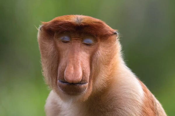 Monkeys: Proboscis Monkey Serenity by Mogens Trolle