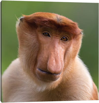 Proboscis Monkey The Bachelor Canvas Art Print - Primate Art