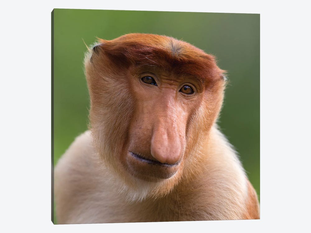 Proboscis Monkey The Bachelor by Mogens Trolle 1-piece Canvas Print