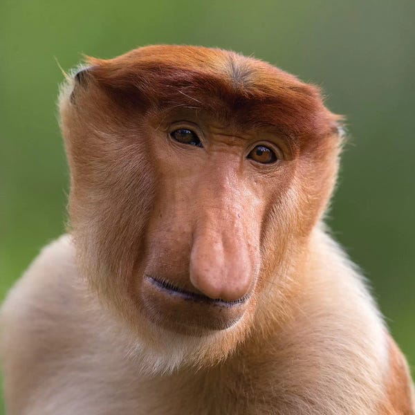 Monkeys: Proboscis Monkey The Bachelor by Mogens Trolle
