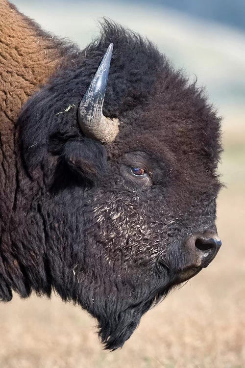 Bison Bull Profile Grand Teton