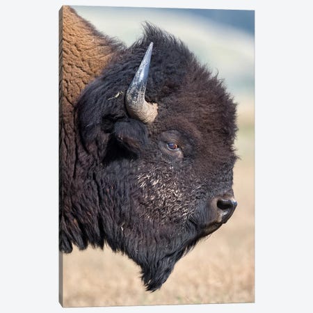 Bison Bull Profile Grand Teton Canvas Print #MOG9} by Mogens Trolle Canvas Art