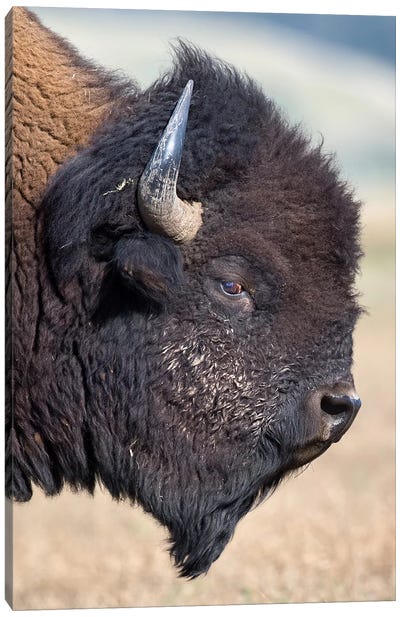 Bison Bull Profile Grand Teton Canvas Art Print - Mogens Trolle