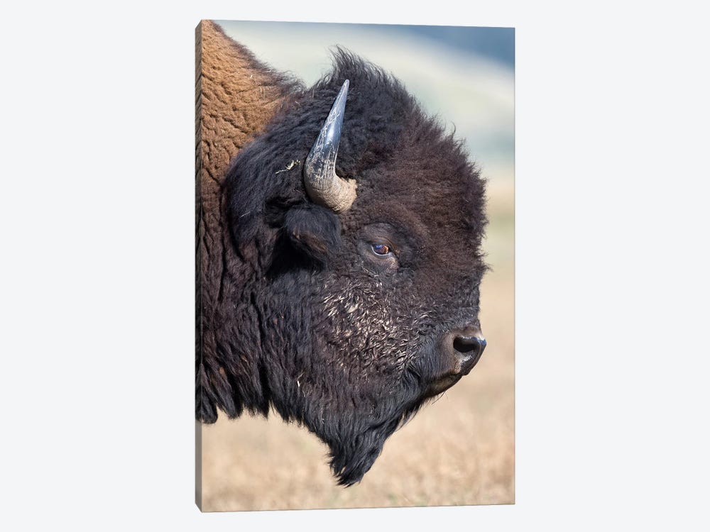 Bison Bull Profile Grand Teton by Mogens Trolle 1-piece Canvas Wall Art