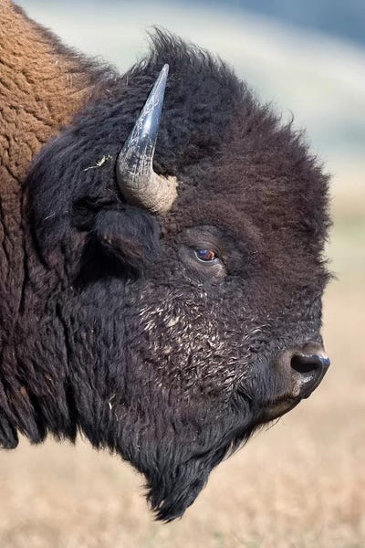 Mogens Trolle: Bison Bull Profile Grand Teton by Mogens Trolle