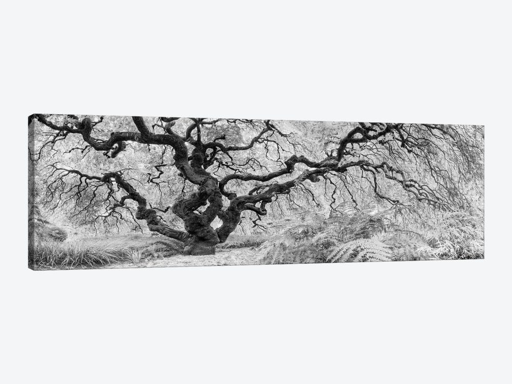 Old Maple by Moises Levy 1-piece Canvas Print
