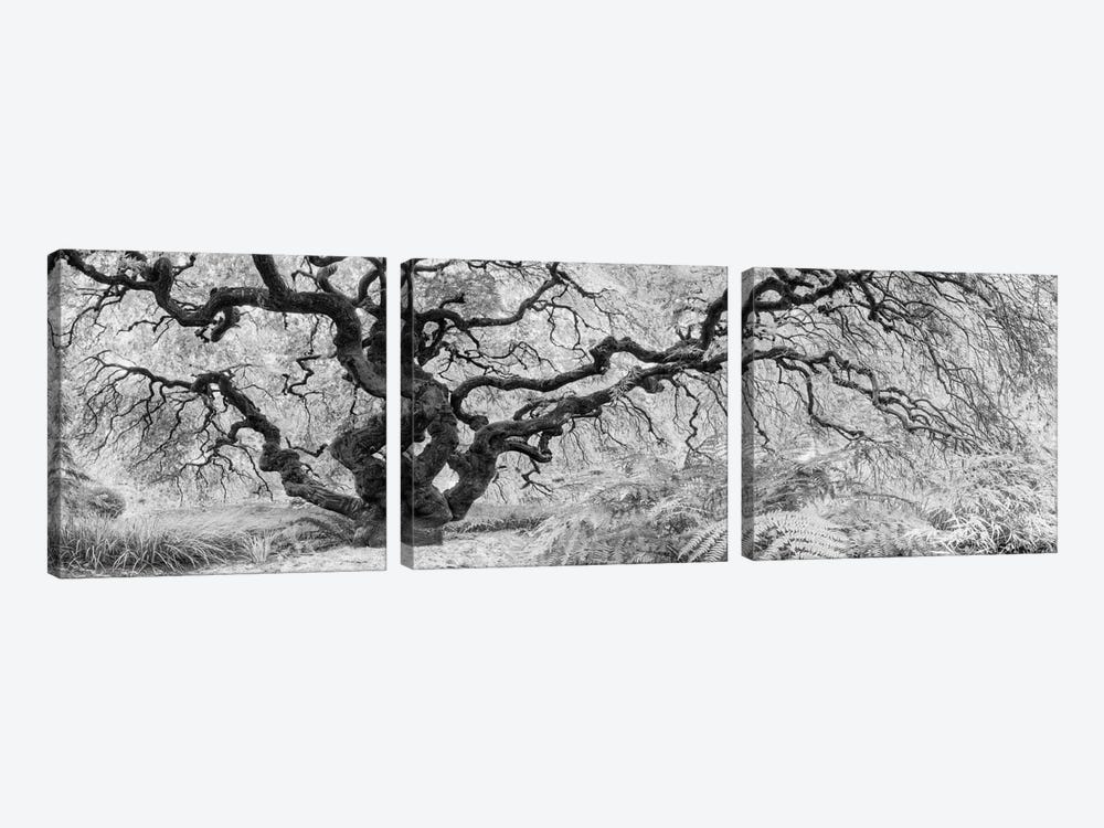 Old Maple by Moises Levy 3-piece Canvas Print