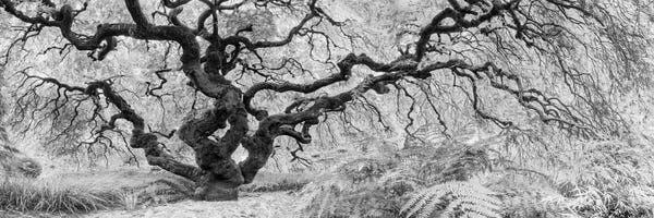 Black & White Scenic Art: Old Maple by Moises Levy
