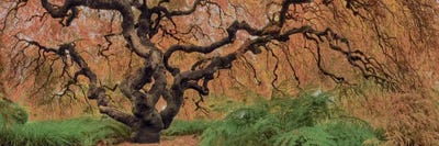 Old Maple Color by Moises Levy framed canvas print