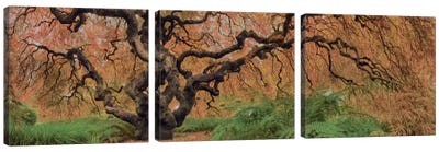 Old Maple Color Canvas Art Print - Maple Tree Art