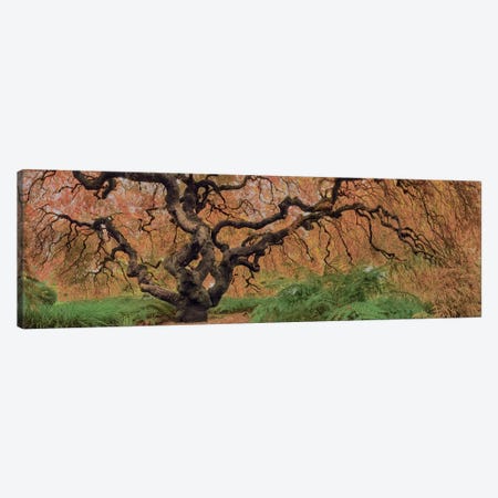 Old Maple Color Canvas Print #MOL106} by Moises Levy Canvas Wall Art