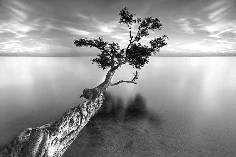 Water Tree XIII by Moises Levy wall art