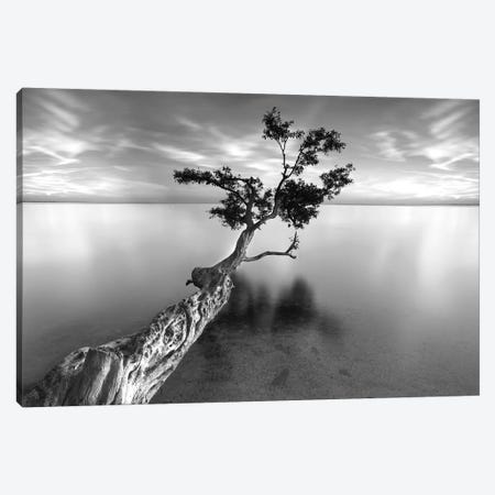 Water Tree XIII Canvas Print #MOL10} by Moises Levy Canvas Print