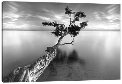 Water Tree XIII Canvas Art Print - Black & White Photography