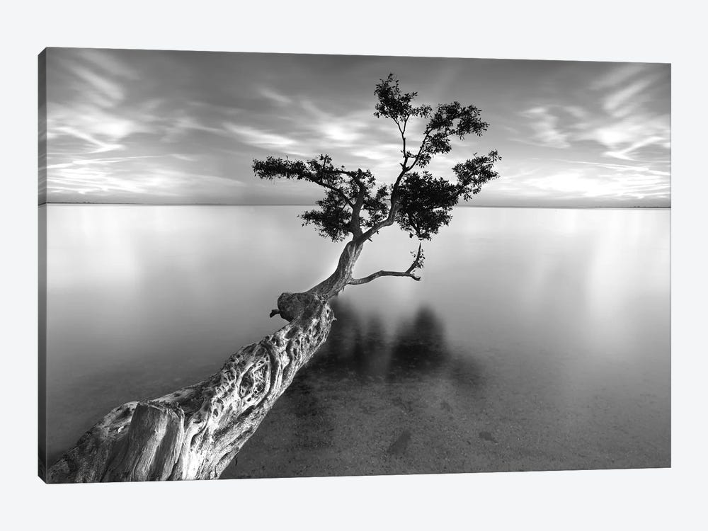 Water Tree XIII by Moises Levy 1-piece Art Print