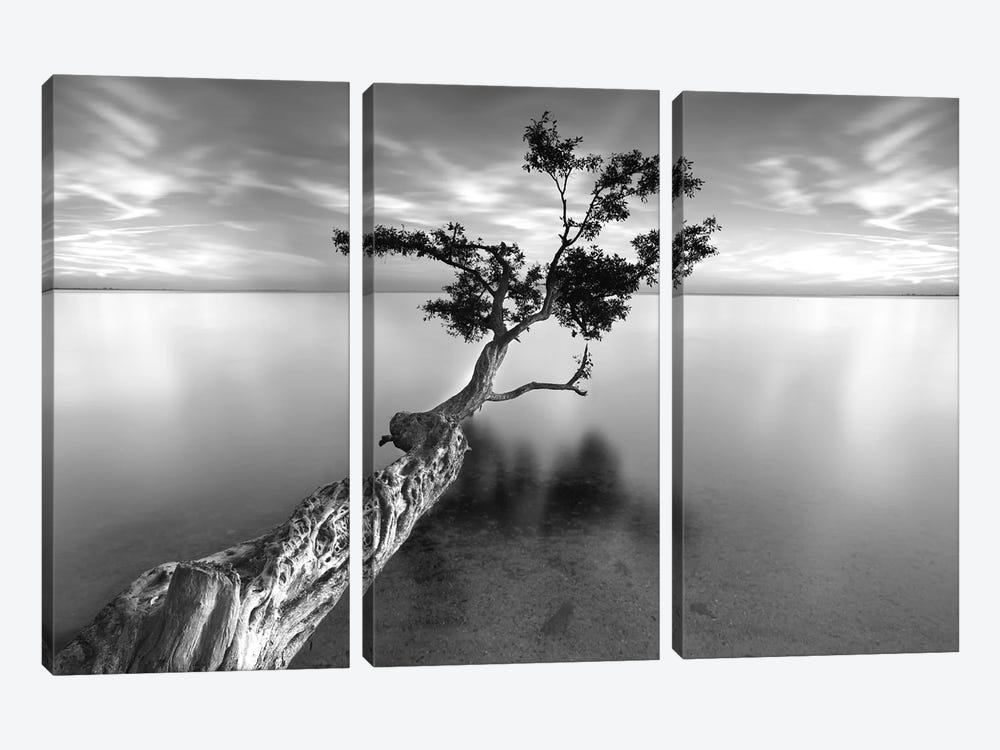 Water Tree XIII by Moises Levy 3-piece Art Print