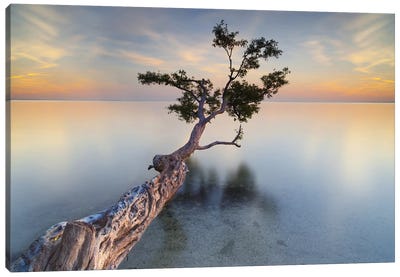 Water Tree XIV Canvas Art Print - Lake & Ocean Sunrise & Sunset Art