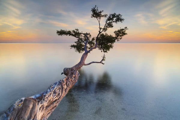 Floral & Botanical: Water Tree XIV by Moises Levy