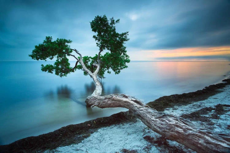Water Tree 10 Color