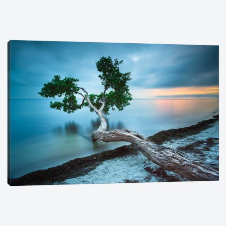 Water Tree 10 Color Canvas Print #MOL147} by Moises Levy Canvas Wall Art
