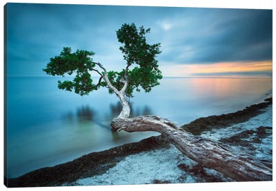 Water Tree 10 Color Canvas Art Print - 3-Piece Beaches