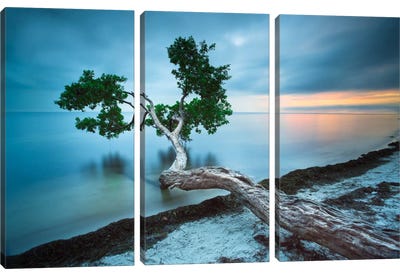 Water Tree 10 Color Canvas Art Print - 3-Piece Best Sellers