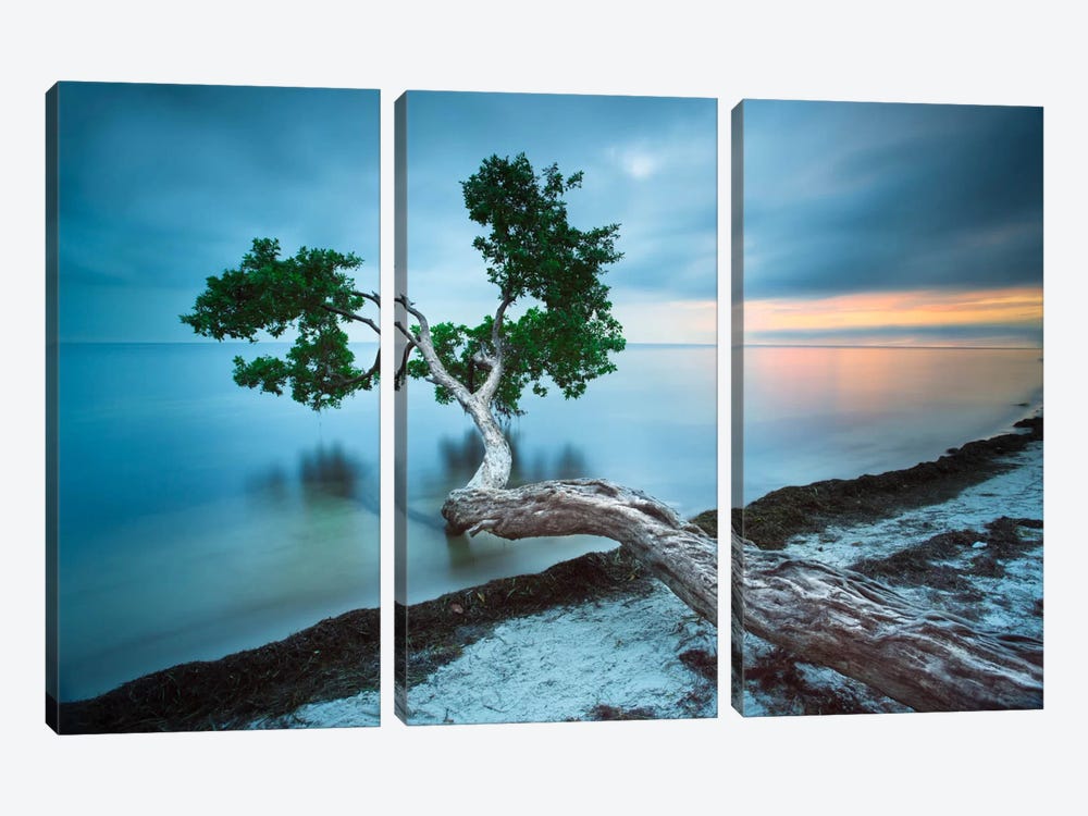 Water Tree 10 Color by Moises Levy 3-piece Canvas Print