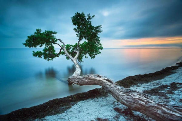 Office: Water Tree 10 Color by Moises Levy