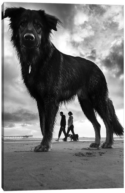 Dogs II Canvas Art Print - Animal & Pet Photography
