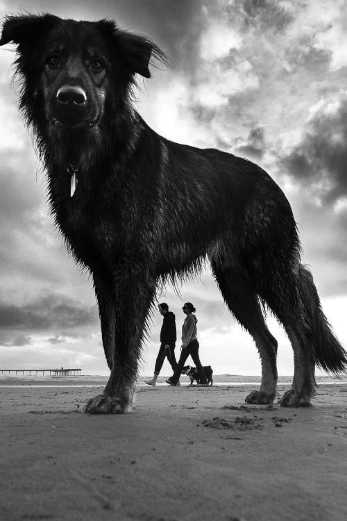 Dogs II by Moises Levy wall art