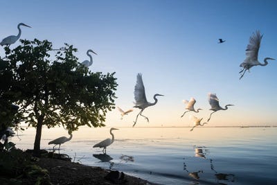 Fisherman XXIII by Moises Levy canvas print