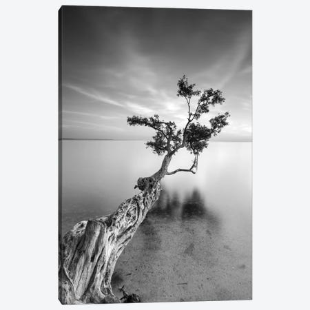 Water Tree V Canvas Print #MOL6} by Moises Levy Canvas Art