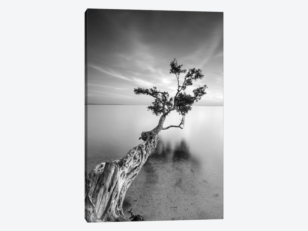 Water Tree V by Moises Levy 1-piece Canvas Art