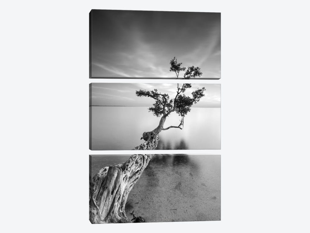 Water Tree V by Moises Levy 3-piece Canvas Art