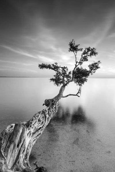 Seascapes: Water Tree V by Moises Levy