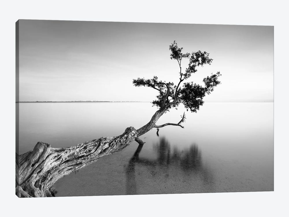 Water Tree IX by Moises Levy 1-piece Canvas Print