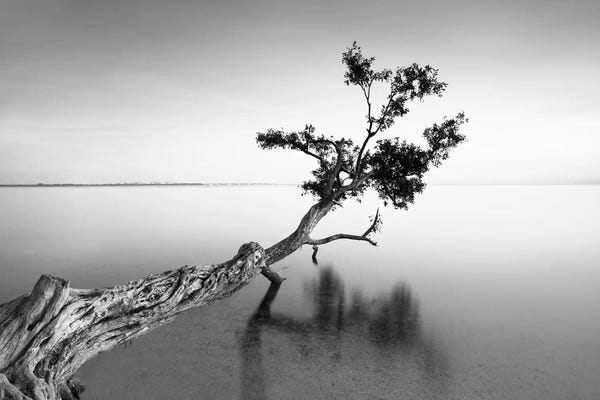 Moises Levy: Water Tree IX by Moises Levy