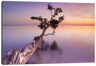 Water Tree XI Canvas Art Print - Beach Sunrise & Sunset Art