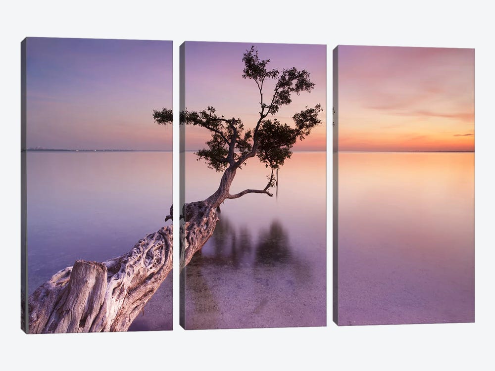 Water Tree XI by Moises Levy 3-piece Canvas Art Print