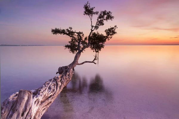 Calm: Water Tree XI by Moises Levy