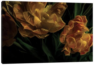 Tulips Citrine Canvas Art Print - Moody Florals