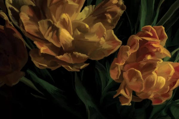 Large | 37"-48": Tulips Citrine by 5by5collective
