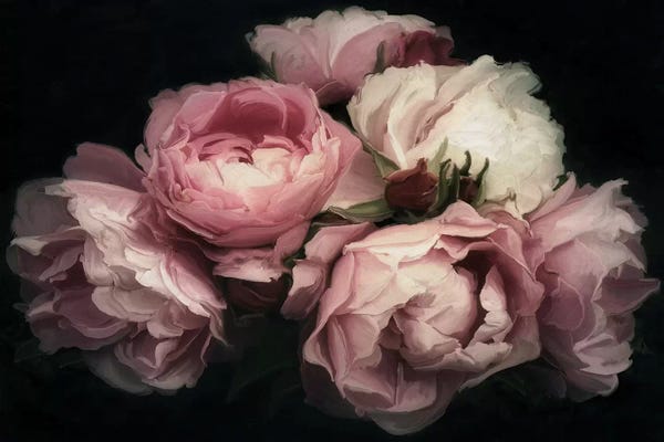 Black & Pink: Vintage Posy by 5by5collective