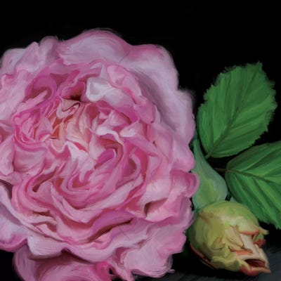 Augusta Louise by 5by5collective canvas print