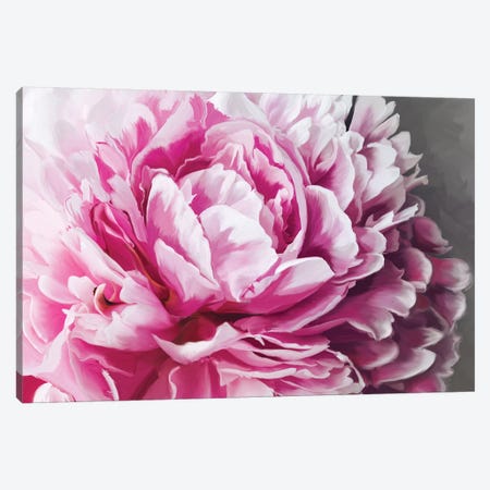 Peony Blush Canvas Print #MOO8} by 5by5collective Canvas Art