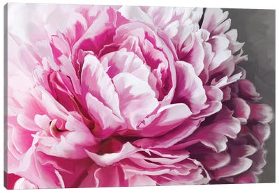 Peony Blush Canvas Art Print - Flower Art